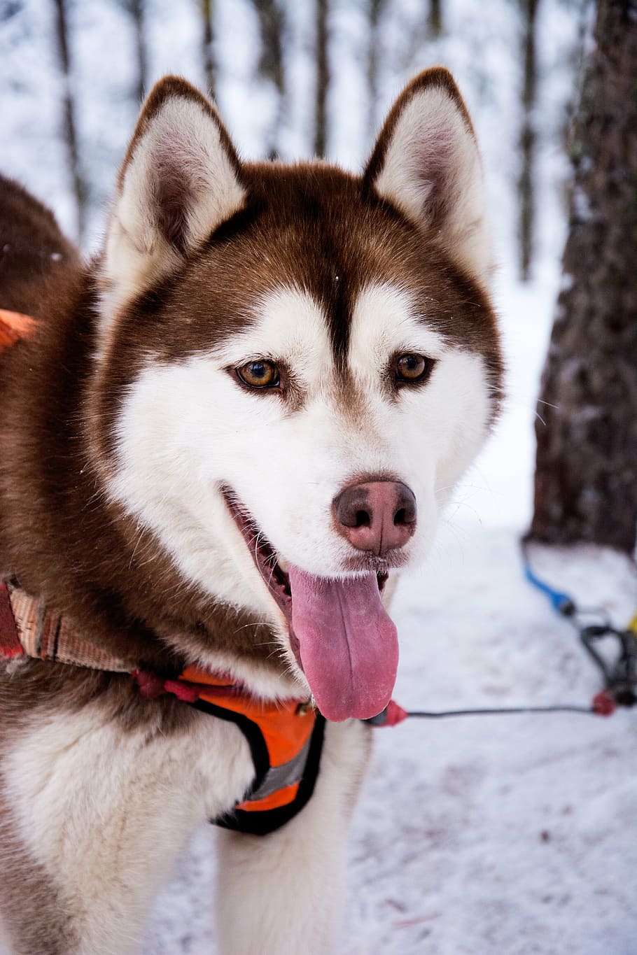 adult copper, husky, orange, body leash, snow, showing, tongue, closeup, photography, dog