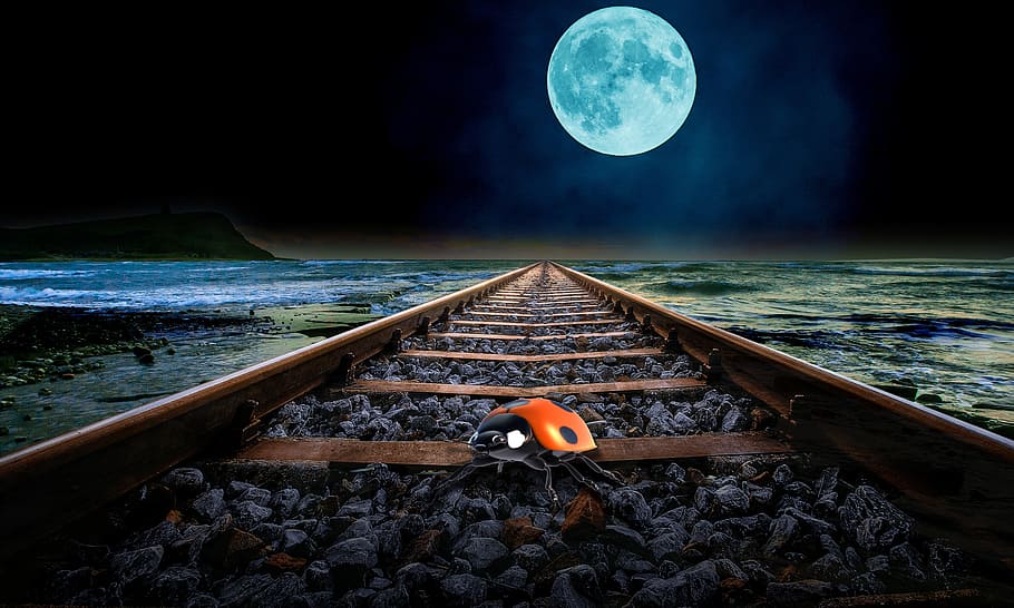 preto, marrom, joaninha, trilhos de trem, lua cheia, costa, noite, besouro, onda, estrada de ferro