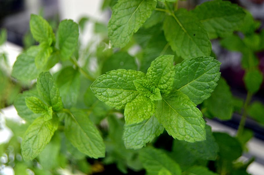 green, peppermint plant, close-up photography, Mint, Garden, Green, Plant, Nature, plant, a garden plant, gardening