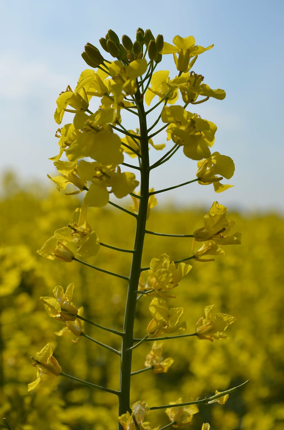 oilseed rape, field of rapeseeds, rare plant, yellow, plant, growth, beauty in nature, vulnerability, fragility, flower