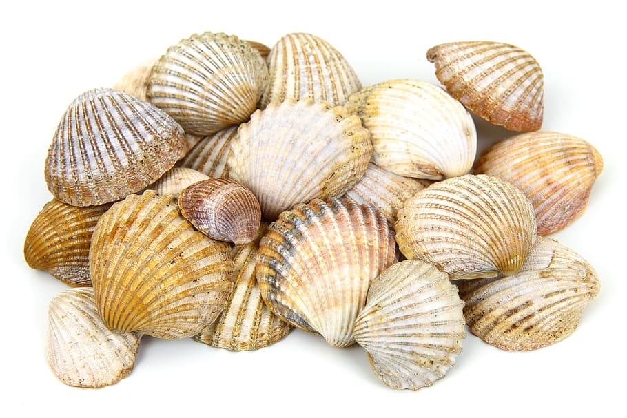 white, brown, seeshells, background, beach, collection, isolated, many, marine, pattern