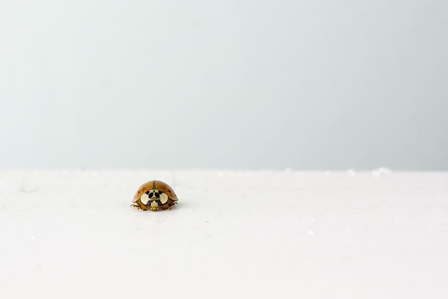 brown, ladybug, white, surface, crawling, insect, grey, one animal, snow, animal themes