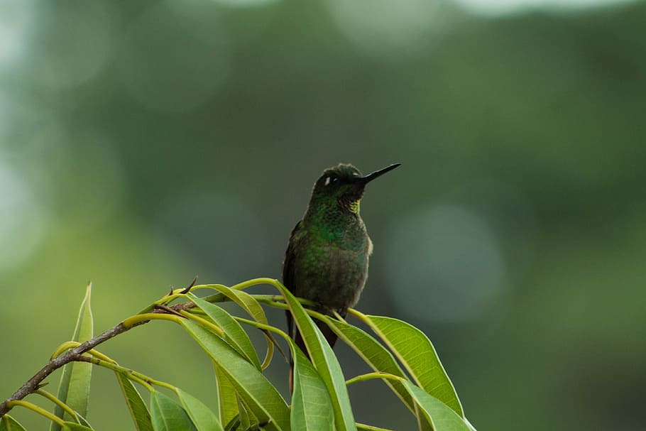 Hummingbird, Bird, Hummingbirds, beija flor, nature, paige, birds, fauna, flying, beauty