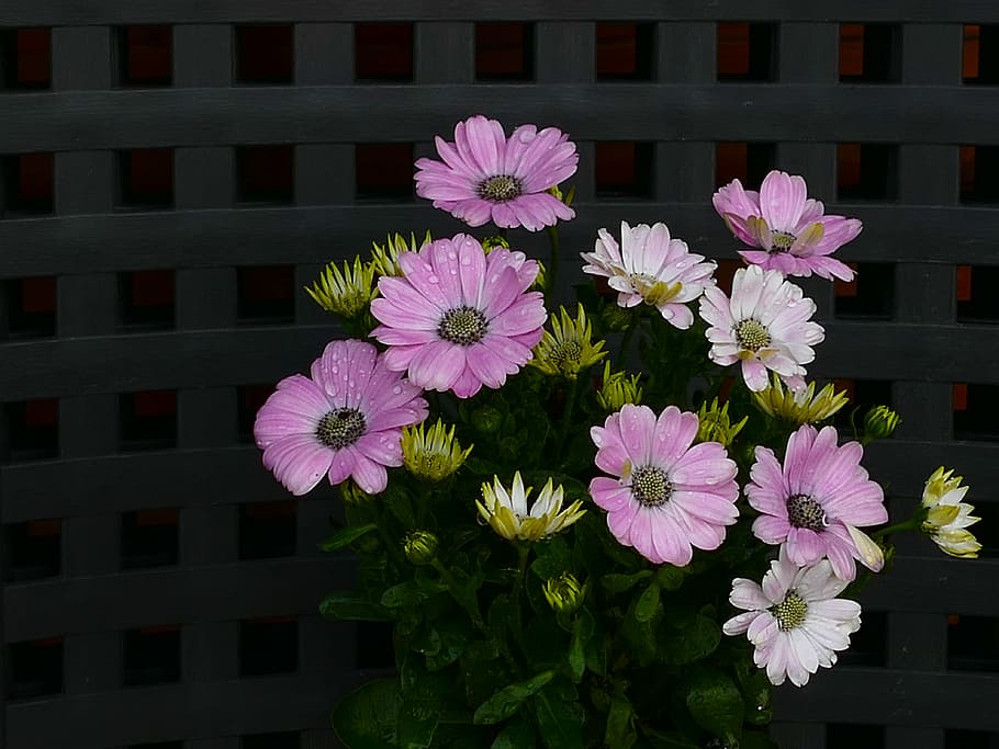 rosa, branco, flores da margarida, gotas de água, cesta do cabo, osteospermum, flor delicada, branco rosa, flor, planta