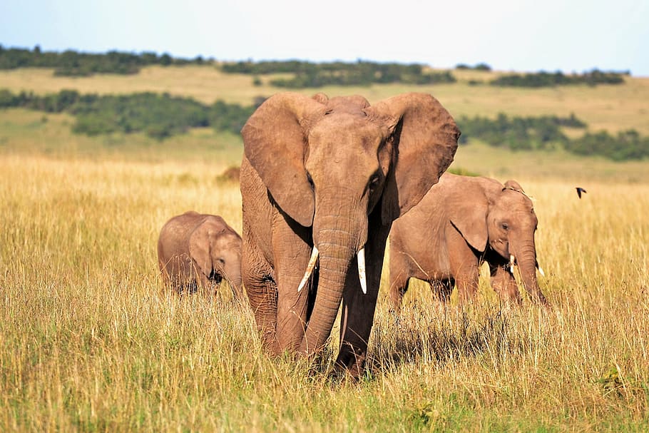 three gray elephants, animals, elephant, elephants, kenya, tusks, wild animal, animals in the wild, animal wildlife, animal