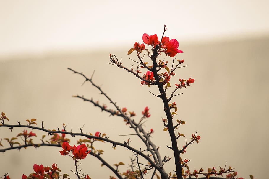 flower, nature, red, plant, spring, pink, bloom, garden, flora, petals