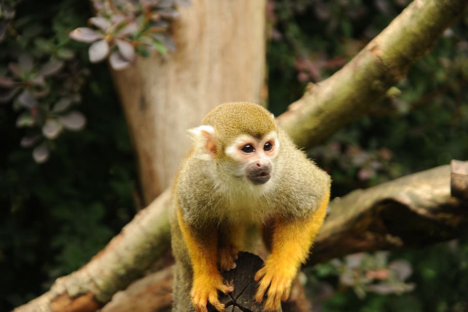 squirrel monkey, monkey, cute, mammal, wildlife photography, exotic, zoo, tiergarten, capuchin-like, serengeti park