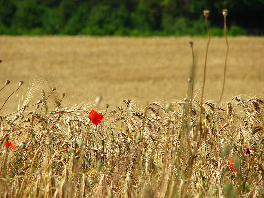 wheat field, spike, wheat, cornfield, poppy, cereals, red, yellow, flower, field