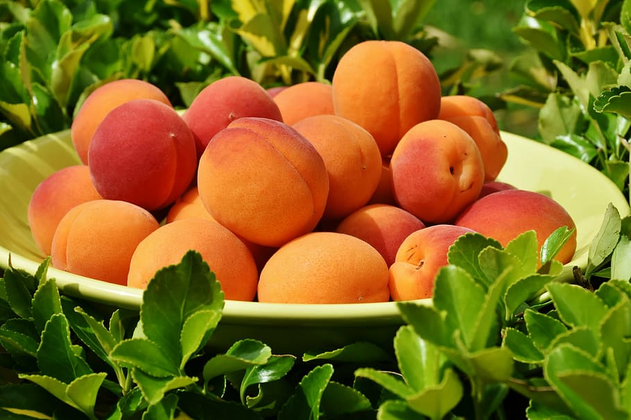 focused, fruits, plate, apricots, apricot, fruit, sweet, healthy, delicious, eat