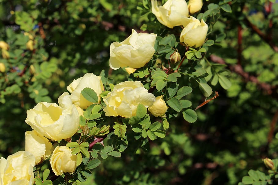 yellow flowers, roses, wild rose, chinese gold-rose, rosa hugonis, yellow, spring, plant, flowering plant, flower