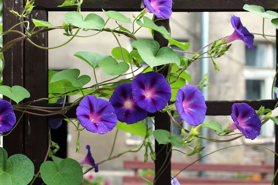 púrpura, enredaderas de la gloria de la mañana, floración, durante el día, enredadera, flor de color púrpura, follaje, yunki, planta floreciendo, planta