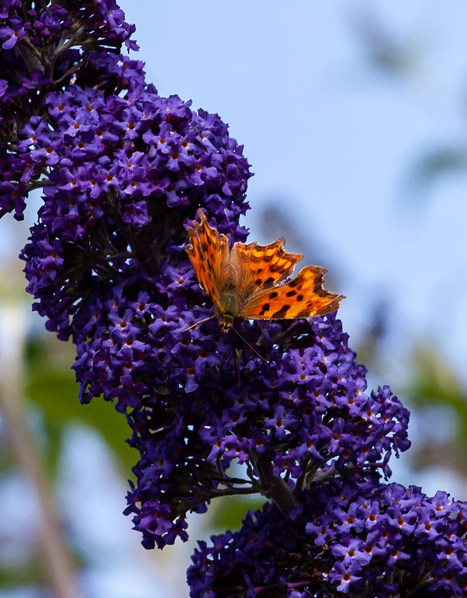 mariposa coma en lila, mariposa coma, mariposa naranja, naranja, flor morada,  flores lilas con mariposa, coma, jardín, insecto, exótico | Pxfuel