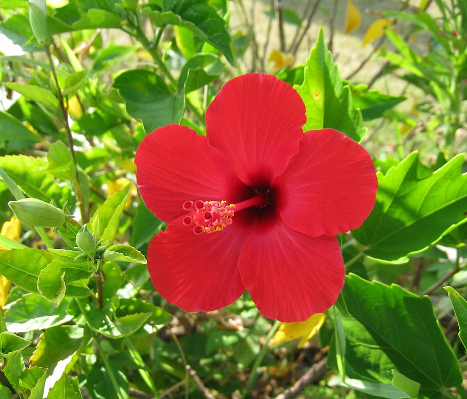 hibisco, ilha ishigaki, ilhas periféricas, vermelho, flores, verde, grande, asahi, brilha, japão