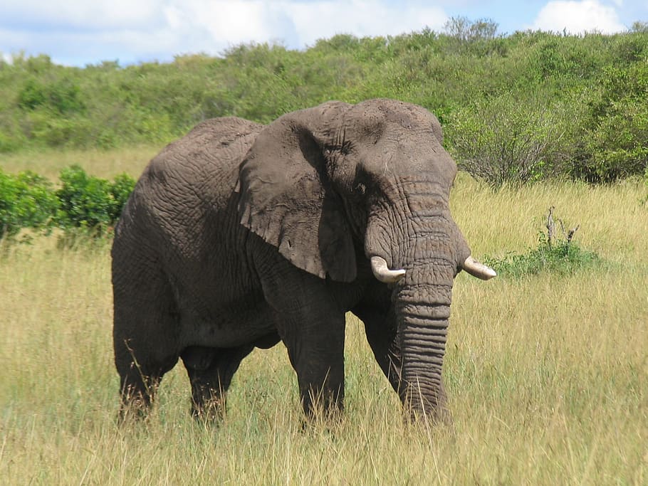 灰色, 象, 立っている, 草, ケニア, マサイマラ, 動物の野生動物, 野生の動物, 動物, アフリカ象