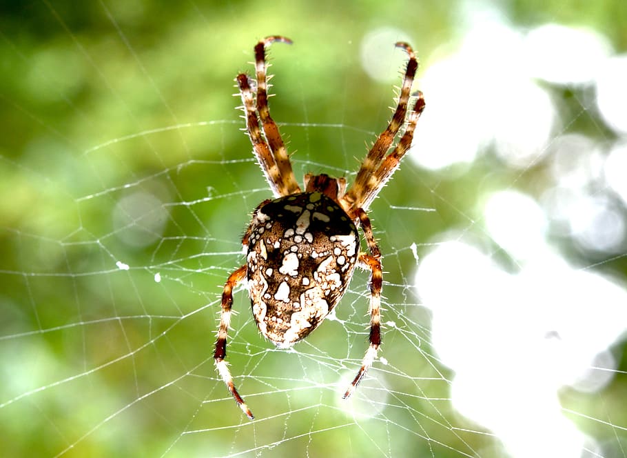 arachnid, spider, insect, nature, web, animal, macro, animal themes, invertebrate, spider web