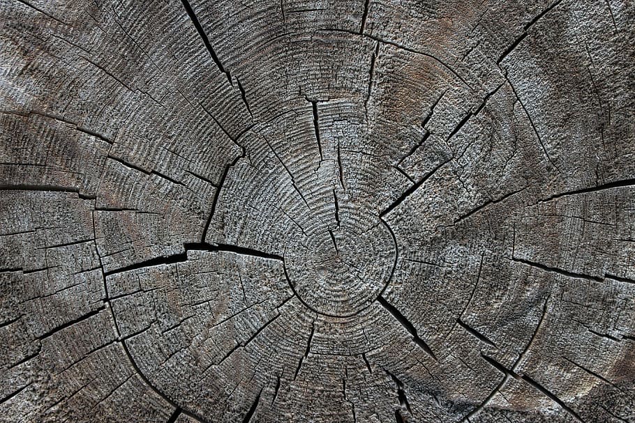 wood, tribe, nature, tree, annual rings, backgrounds, full frame, textured, cracked, pattern