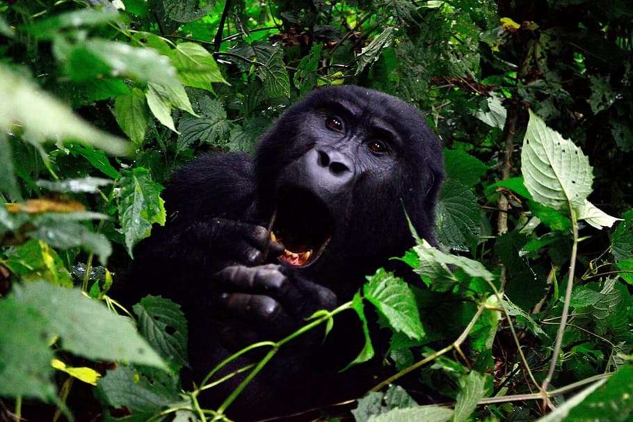 gorila en planta, gorila, bosque impenetrable de bwindi, uganda, animal, áfrica, primate, cara, en peligro de extinción, poderoso