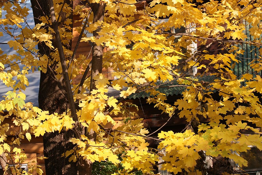 autumn, gold maples, listopad, yellow, plant, growth, beauty in nature, flower, flowering plant, plant part