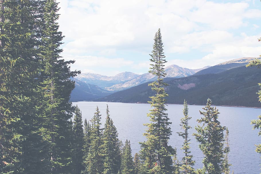 緑, 背の高い, 木, 湖, 見下ろす, 山, 昼間, 自然, 風景, カナダ