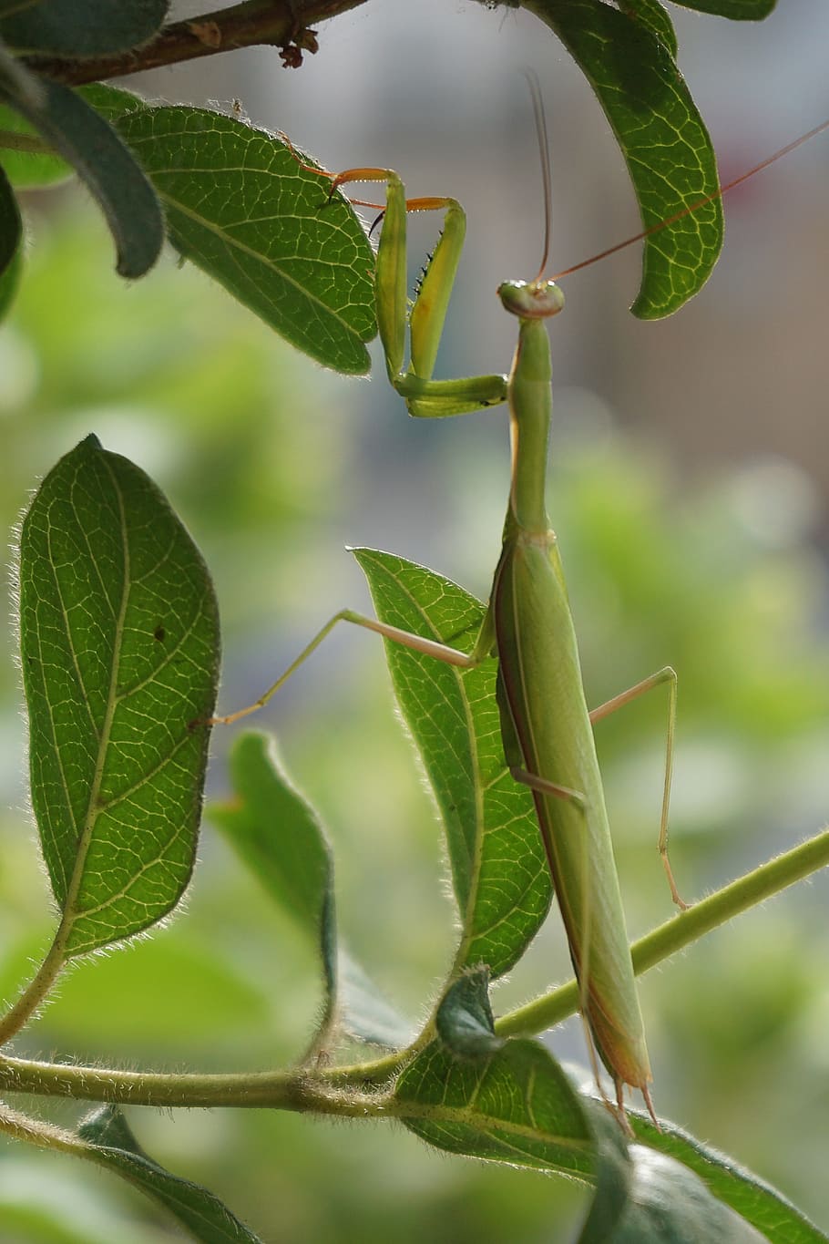 insect, praying mantis, scare, flight insect, branch, animal, leaf, plant part, green color, plant