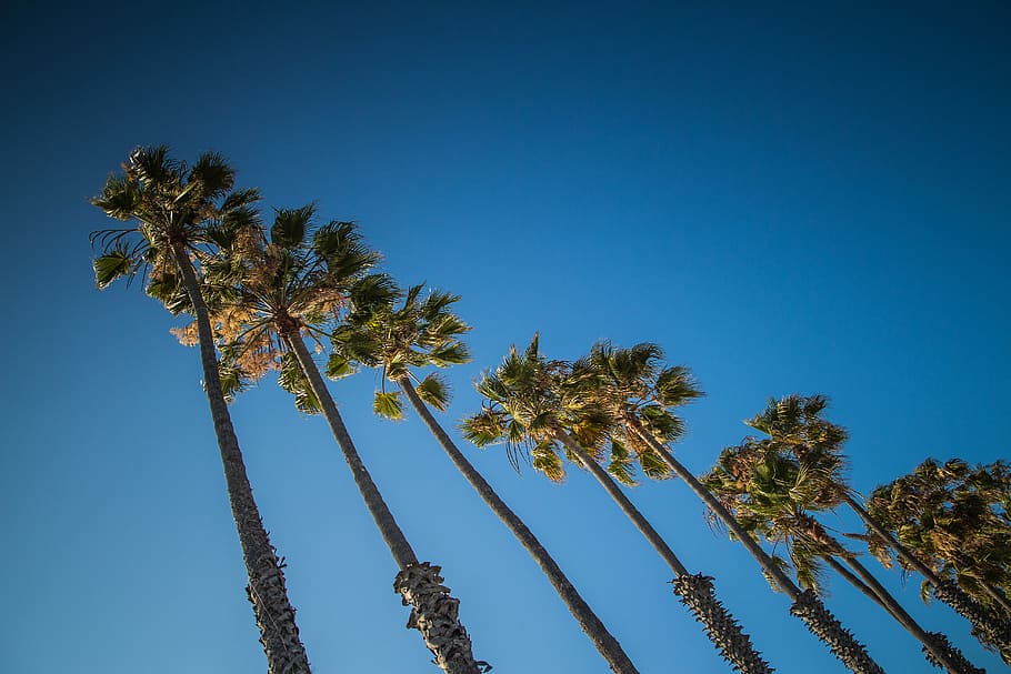 Palm Line, Sky, bestamericanroadtrip, azul, palmas, eua, natureza, árvore, ao ar livre, verão