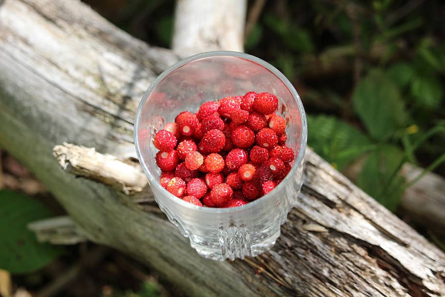 wild strawberries, strawberries in a glass, small, sweden, red, fruits, healthy eating, fruit, wood - material, food and drink