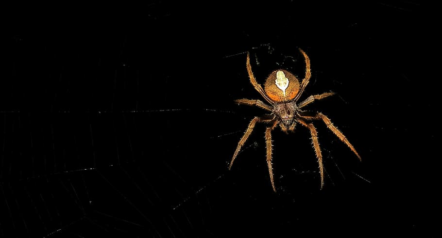 Пауки ночные животные. Ночные пауки. Ночные пауки фото. Ночной паук Греции. Насекомые ночью.