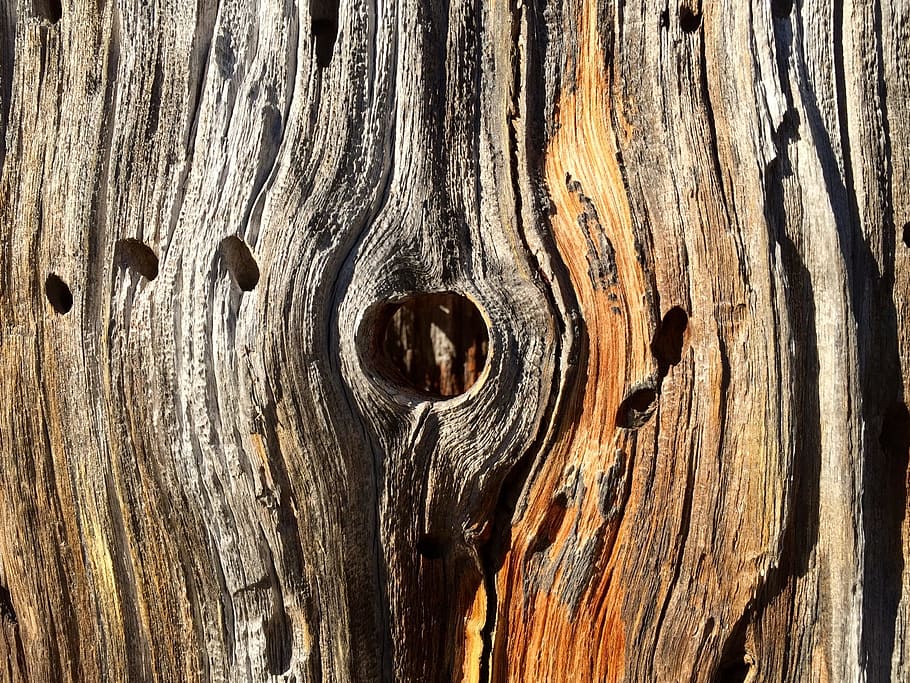 Wood, Trunk, Dry, Texture, Brown, Hole, bark, nature, log, tree