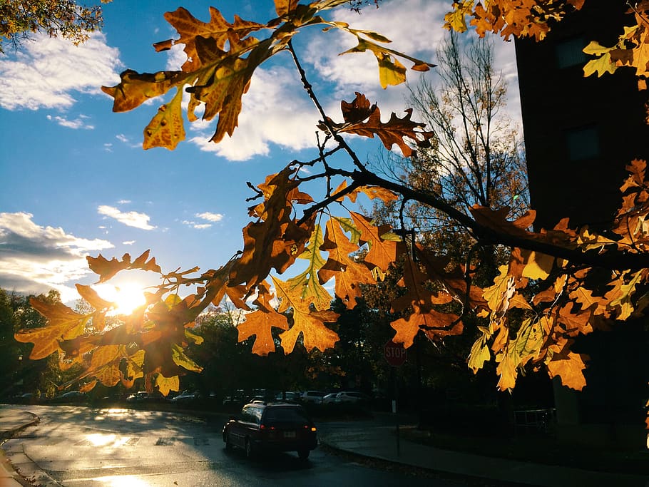 fall, autumn, sunshine, sunset, sky, clouds, street, plant, tree, change