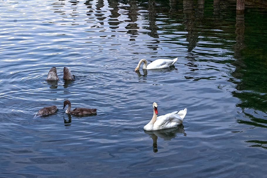 swan, pair, boy, mute swan, bird, white, nature, water bird, water, swim