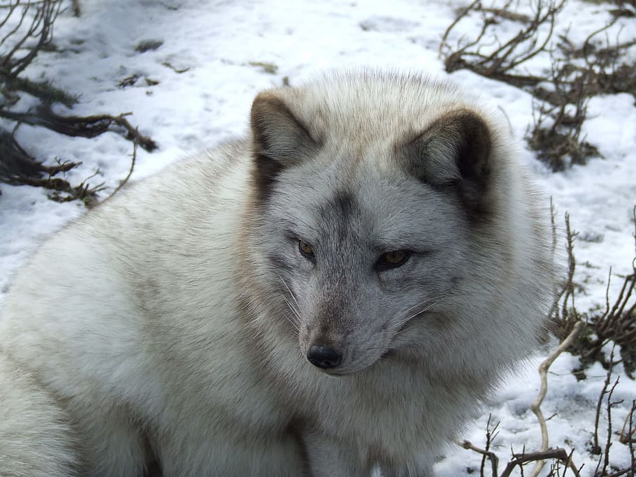 white, gray, snow wolf, arctic fox, fox, snow, fur, animal, wildlife, wild