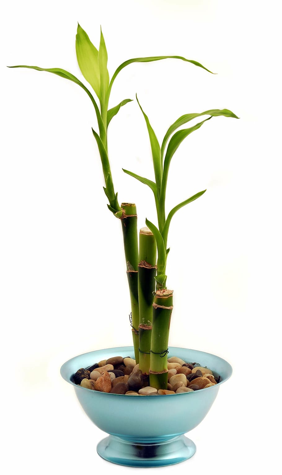 lucky bamboo, bamboo, houseplant, potted plant, vase, flower, plant, herbal medicine, indoors, nature
