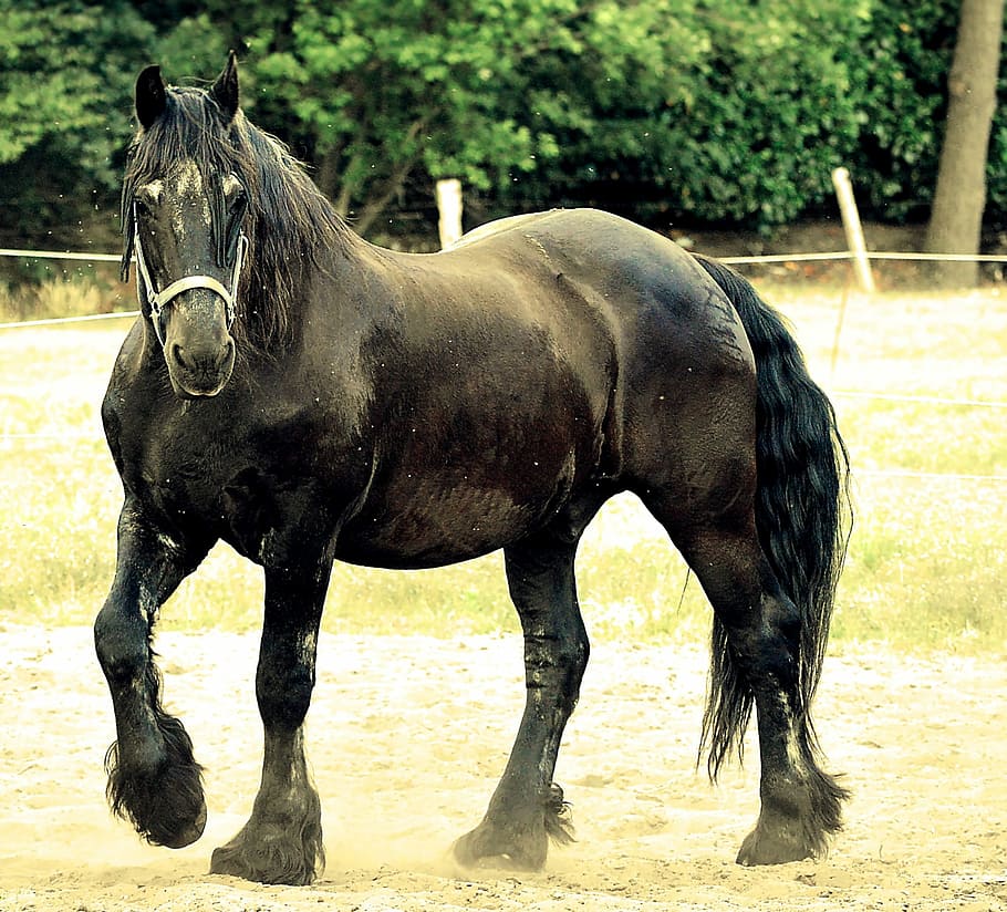 preto, cavalo, chão, Garanhão, Cabeça de cavalo, Pasto, marrom, animal, natureza, acoplamento