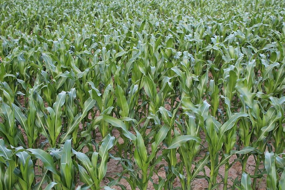field, corn, a field of corn, field crops, growth, green color, plant, land, agriculture, crop