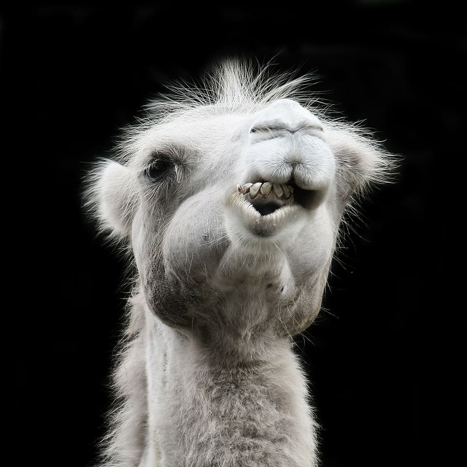 white llama, camel, chew, foot, zoo, eat, animals, close, head, funny