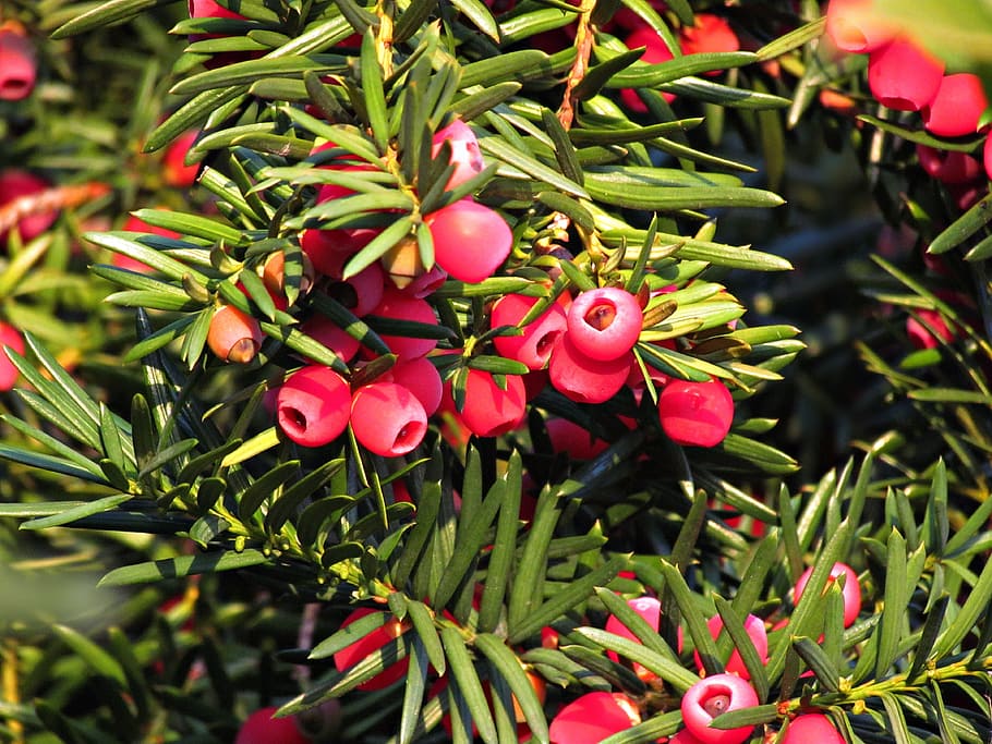 berries, red, juniper, fruit, plant, summer, nature, red fruits, growth, green color