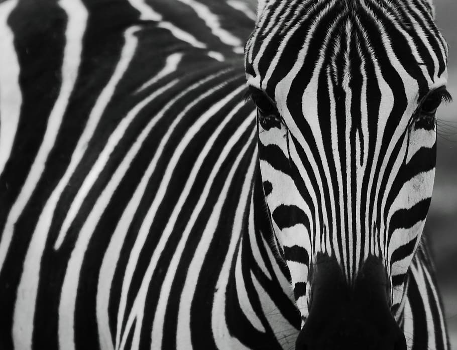 zebra, hitam, hitam dan putih, garis-garis zebra, bergaris, binatang, kuda liar, bergaris-garis, tema hewan, satwa liar
