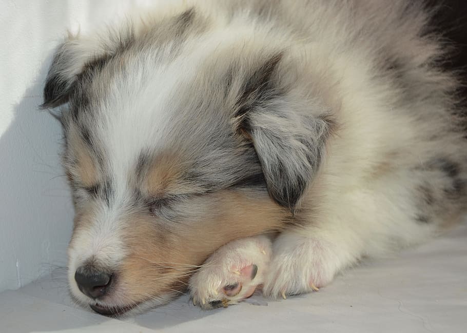cachorro, cachorro duerme, perro, perra, perro pastor de Shetland, color azul merle, perra olympe animal, mamífero, mascota, canino