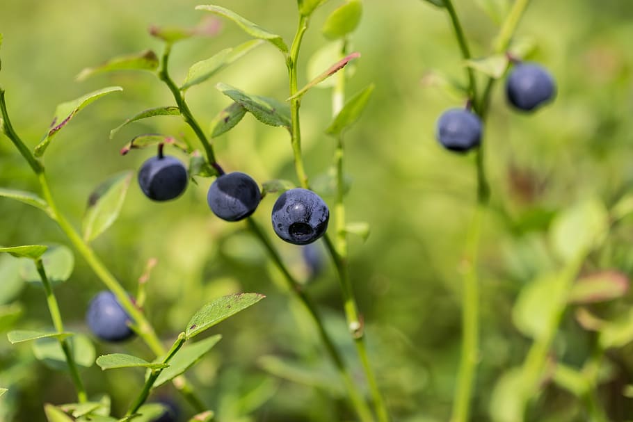 blueberry, forest, finnish, berry, summer, fruit, healthy eating, food and drink, food, berry fruit