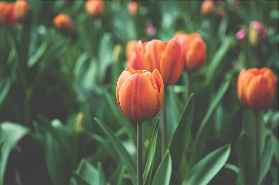 naranja, tulipanes, flores, jardín, Planta, frescura, crecimiento, primer plano, belleza en la naturaleza, color verde