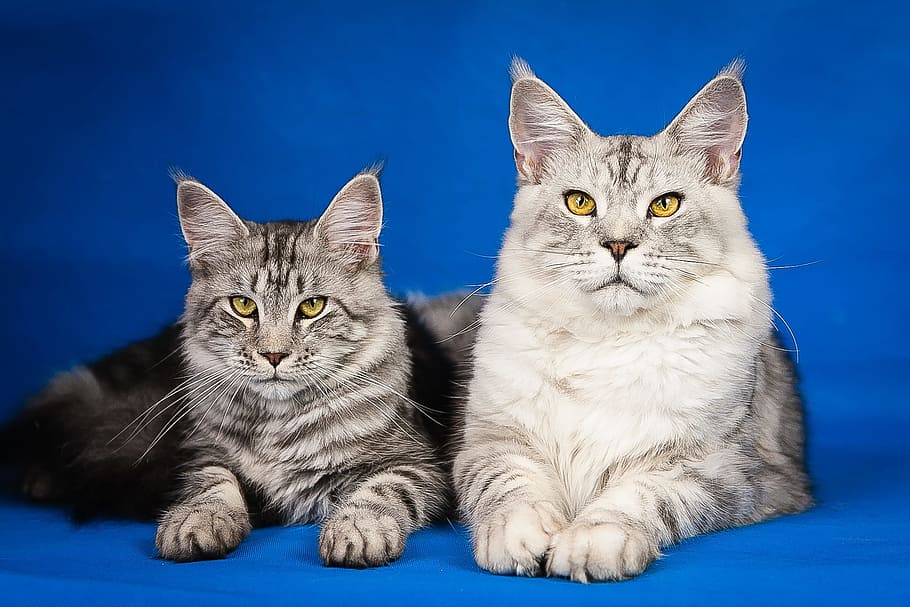two silver bobcats, maine coon, kittens, cute, pets, mainkan, pet, cat, animals, kitten