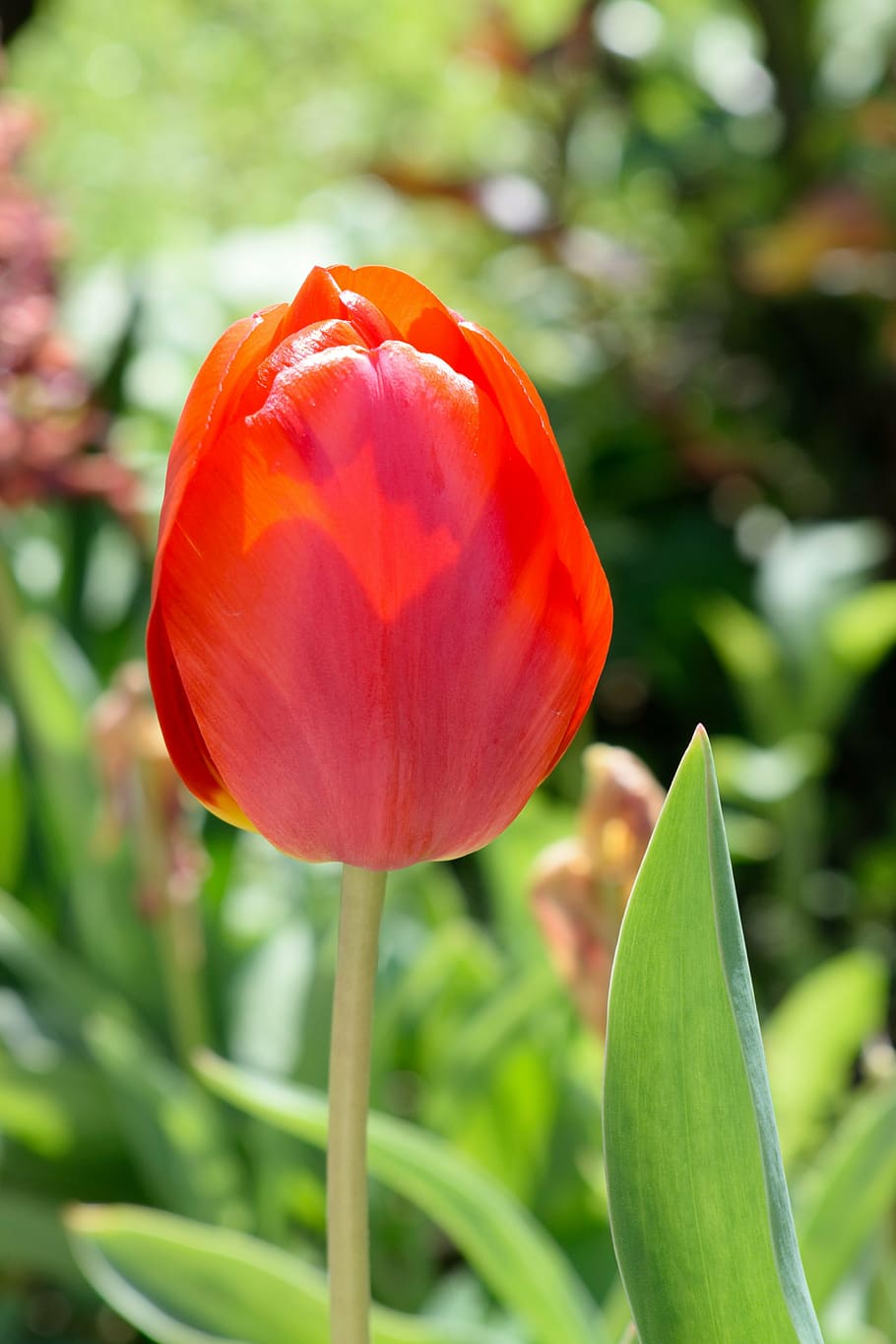 tulip, musim semi, di dekatnya, tanaman berbunga, bunga, keindahan di alam, kerentanan, tanaman, kerapuhan, close-up