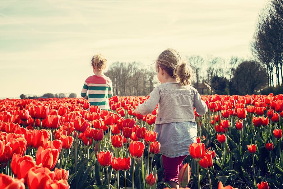 girl, gray, jacket, standing, surrounded, red, petaled flower, girls, children, tulips