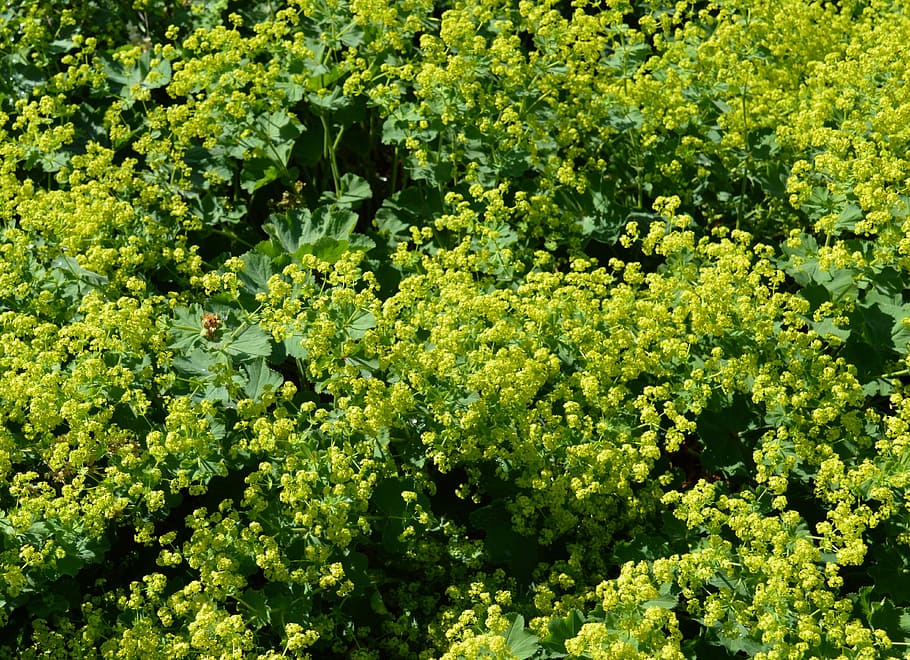 Alchemilla, Rosaceae, frauenmantel, green, plant, leaf, flora, yellow flowers, leaves, flowers