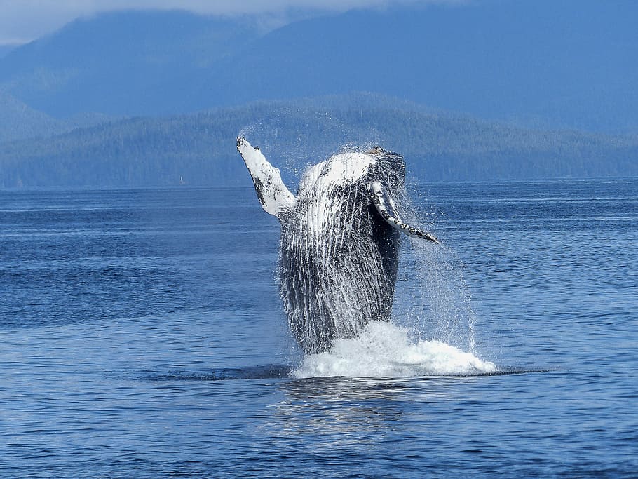 black, white, whale, natural spectacle, nature, mammal, animal, wildlife, jumping, colossus