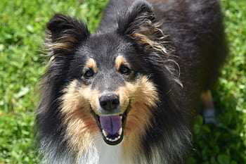 dog-dog-berger-shetland-dog-me-love-color-tri-color-eye-colour-hazel-dog-portrait-royalty-free-thumbnail.jpg