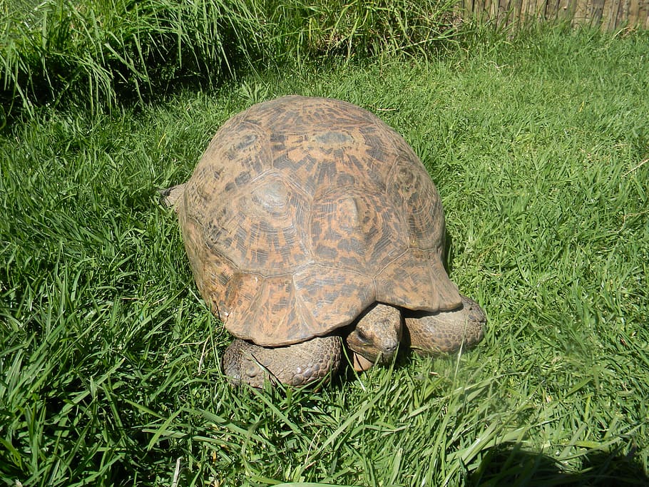 turtle, animals, nature, shell, reptile, grass, animal wildlife, animal