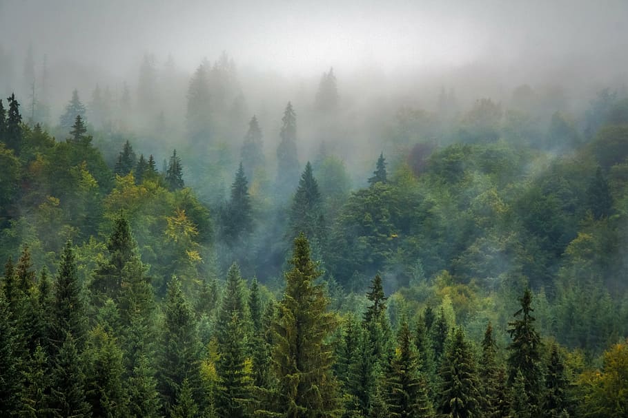 hijau, pohon, kabut, pemandangan, alam, hutan, berkabut, pinus, hutan pinus, suasana hati
