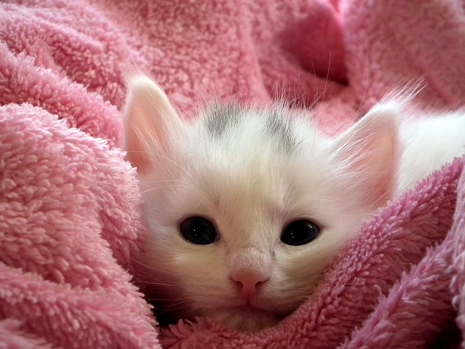 white, kitten, pink, towel, cat, fluffy cat, cute, animals, cats, fur