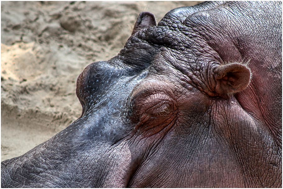 hippo, sleep, lazy, hippopotamus, rest, thick, skin, water, animal themes, animal wildlife